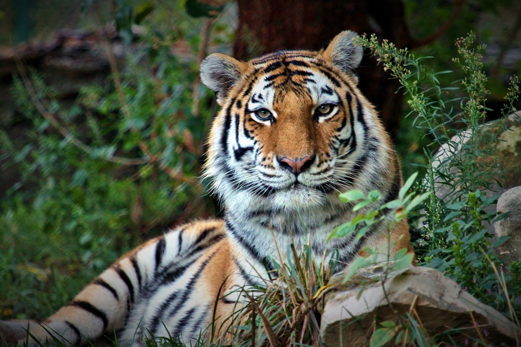 Amur tiger_Christopher Carter Saint Louis Zoo.jpg
